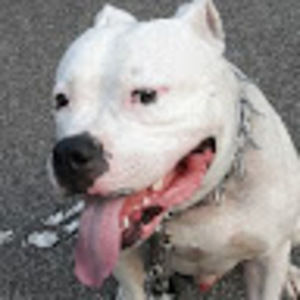 Meet your Posher, Abelardo